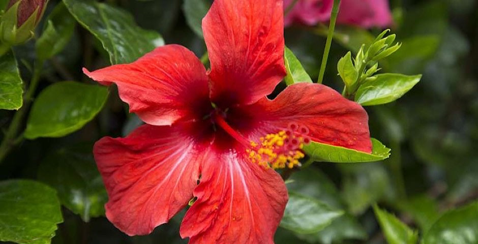 Ibišek súdánský, kvalita, prodej, kratomworld, antioxidant, relax, čaj, zdraví, stres