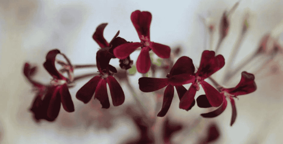 Pelargonium extrakt ranna faze nemoci kratomworld
