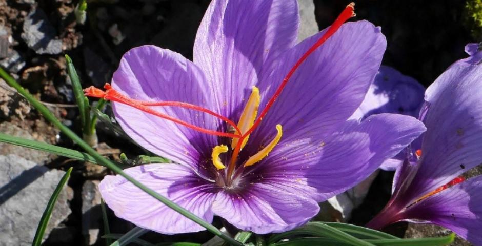 Šafránový extrakt přírodní podpora pro náladu a zdraví kratomworld clanek