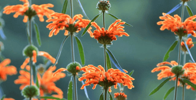 Wild dagga ucinky relaxace zlepseni nalady kratom world prodej