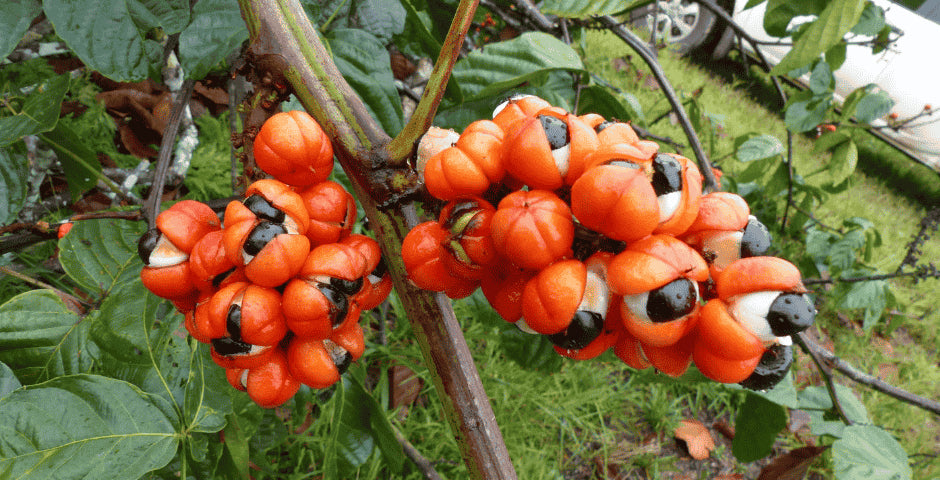 guarana plody strom stimulant energie kratom world