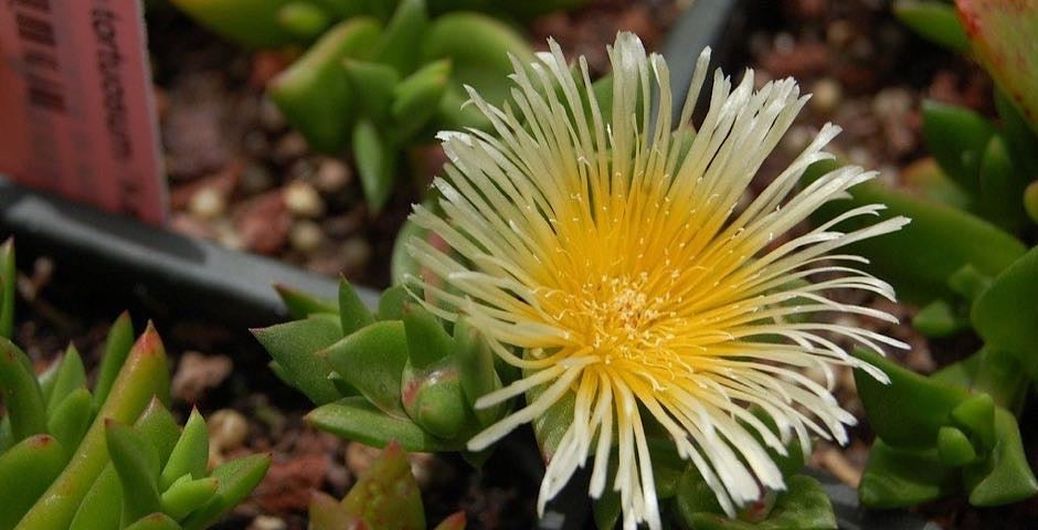 Kanna, canna, zdraví, nálada, úzkost, kvalita, prodej, kratomworld