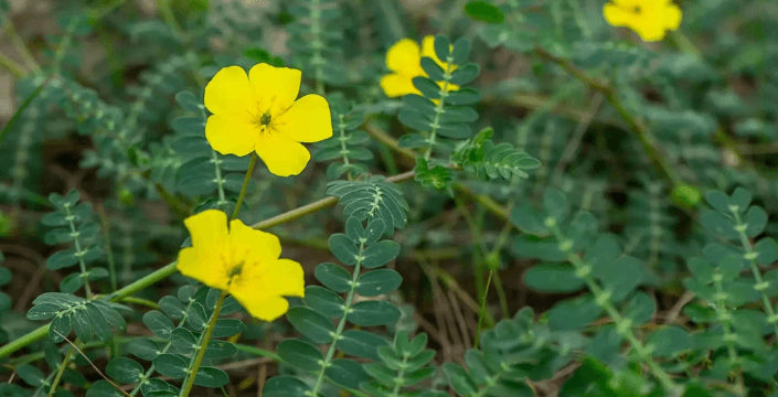 Kotvičník Tribulus Terrestris účinky testosteron cvičení regenerace