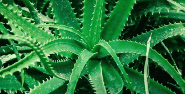 Aloe vera: Prodn tajemstv zdrav a krsy - Kratom World