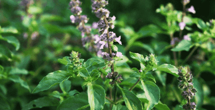 kratom world tulsi bazalka rostlina prodej praha česko