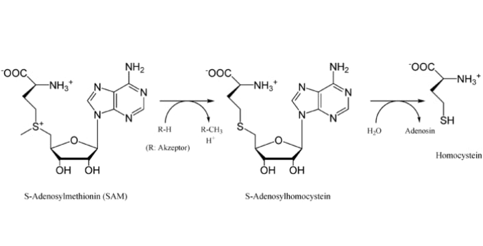 HCY, homocystein, prodej, kvalita, karel Erben, kratomworld