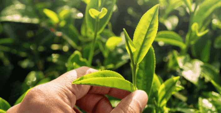 Kratom World sencha superior vitalita imunita energie green japanese tea kratom