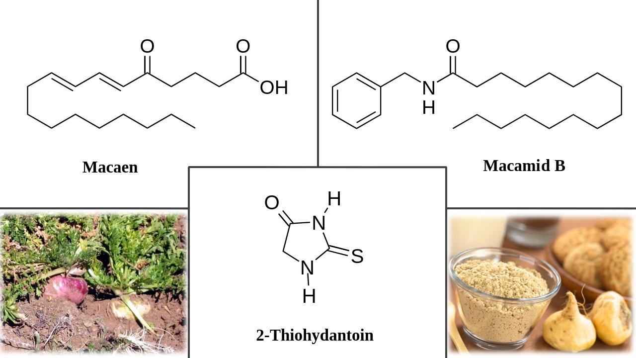 maca rostlinny elixir vitalita kratomworld vedecky clanek