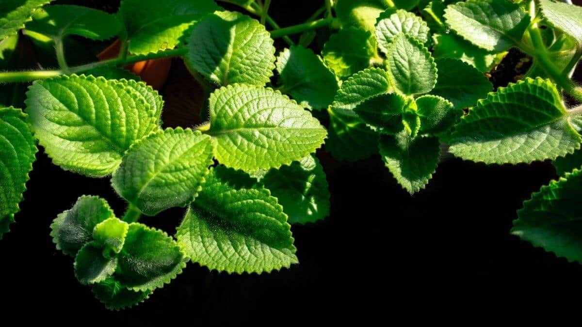 rýma rýmovník imunita spánek astma kratomworld