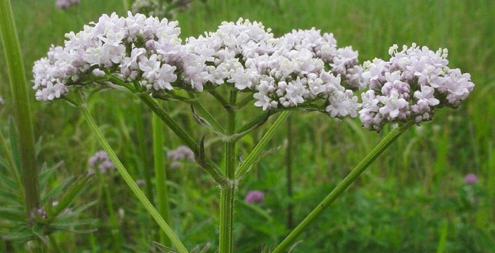 kozlík lékařský icaarin snížení stresu a mysli zlepšení regenerace