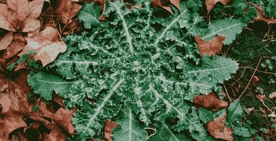 wild lettuce zlepseni spanku zmirneni bolesti kratom world prodej