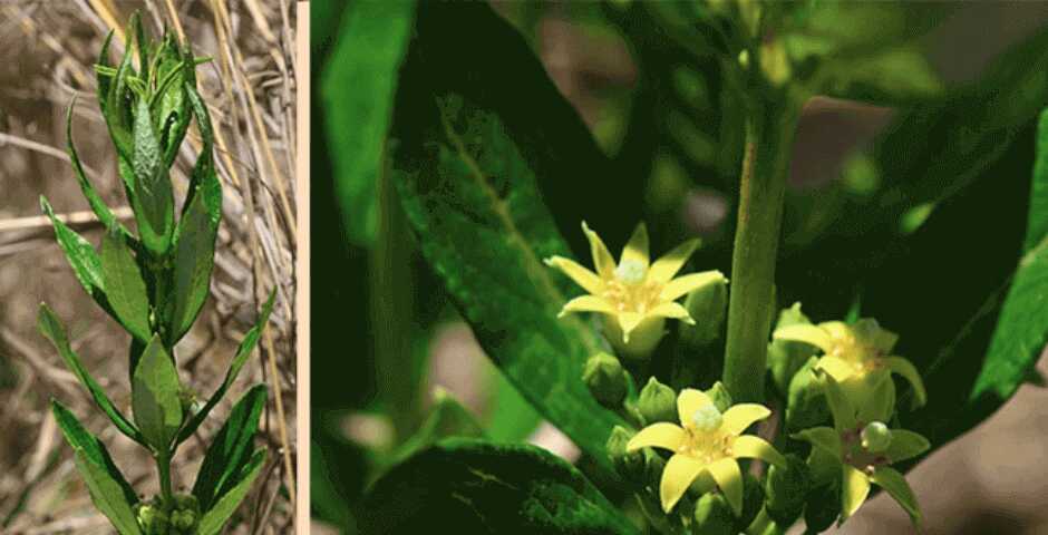 afrodisiakum, libido, testosteron, sport, Fadogia Agrestis, svaly, růst, hormony, prodej, kvalita, kratomworld