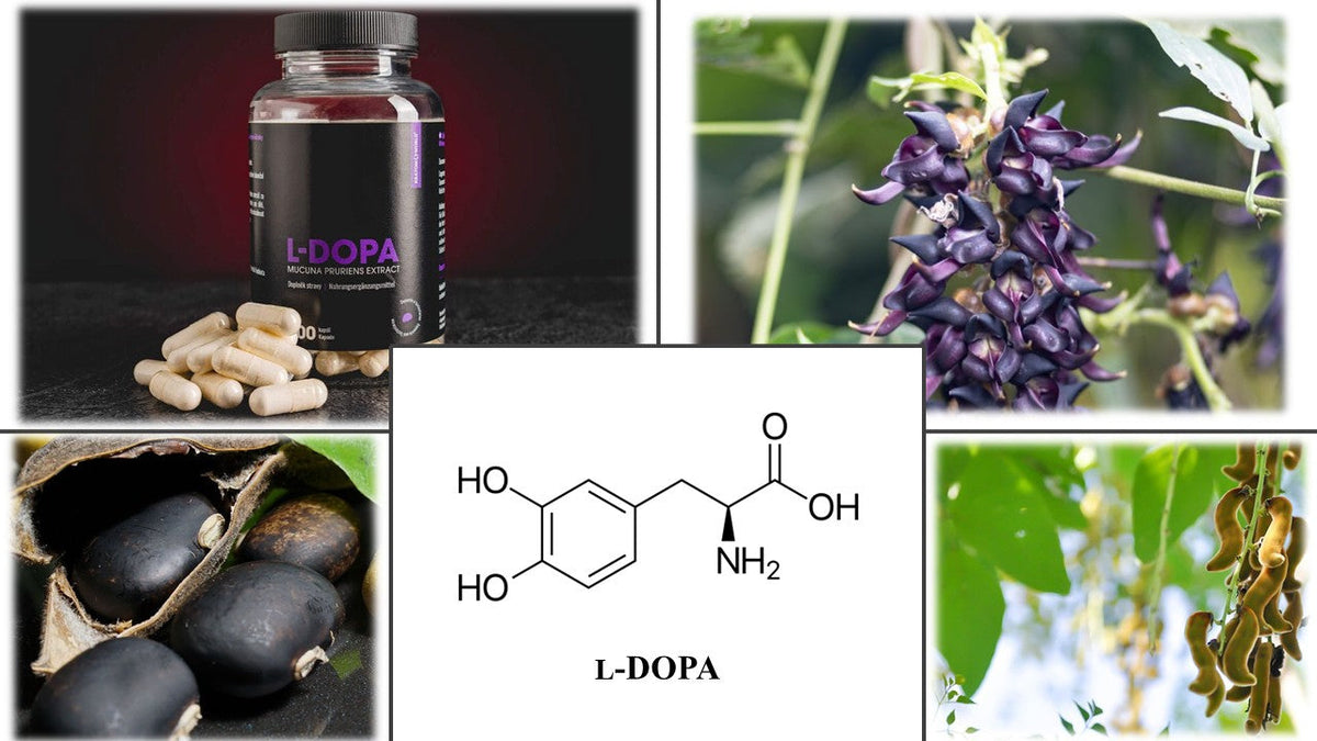 L-DOPA z Mucuna pruriens: přírodní prekurzor dopaminu