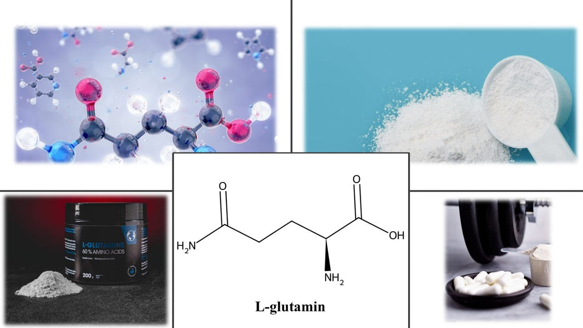 l-glutamin aminokyselina těla
