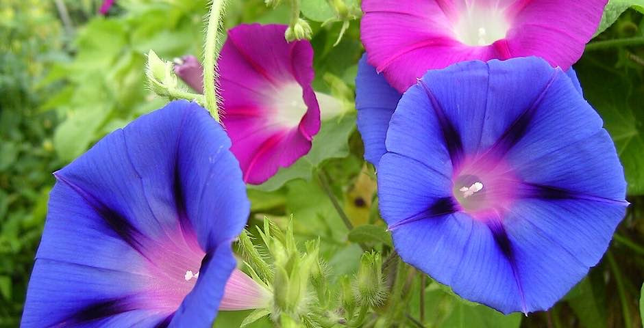 Morning Glory