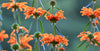 wild dagga, leonotis leonurus, trávení, analgetika, zdraví, přírodní, prodej, kratom world, kvalitní