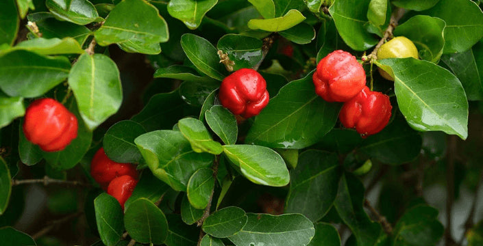 Kratom World Třešeň acerola vitamin C prodej Kratom World imunita
