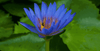Modrý lotus, prodej, kvalita, kratomworld, spánek, zdraví