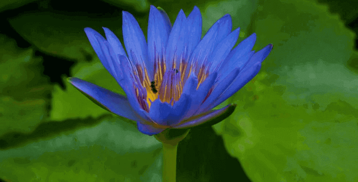 Modrý lotus, prodej, kvalita, kratomworld, spánek, zdraví