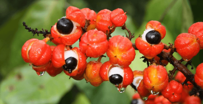 Co je to Guarana a jaké jsou její účinky?