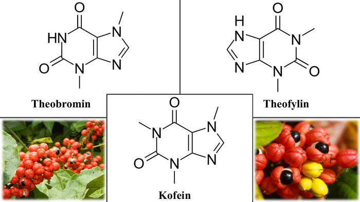 guarana koláž vědecký článek kratom world prodej