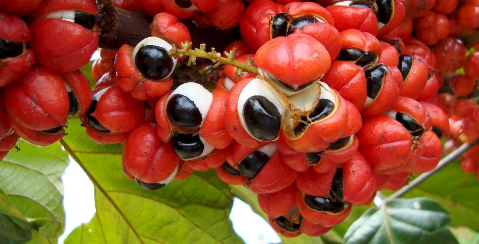 Přírodní zdroje energie: Guarana, zelený čaj, Extra joss a další