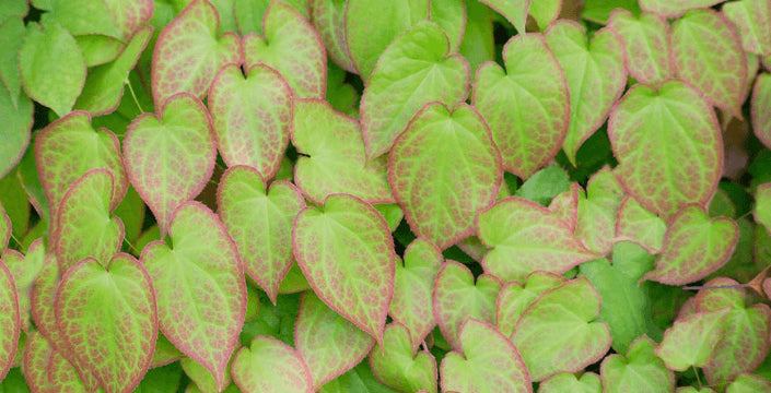 Kotvičník Tribulus Terrestris účinky testosteron cvičení regenerace horny goat weed