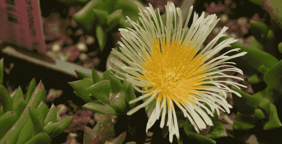 kanna sceletium tortuosum psychicka pohoda stres nalada koncentrace kratom world prodej