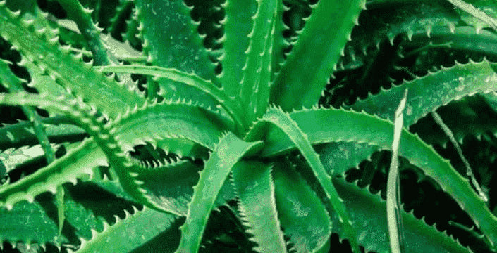 aloe vera hair cream Pure Aloe Vera Gel, 300 grams main image 0