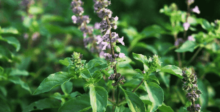 kratom world tulsi bazalka rostlina prodej praha česko