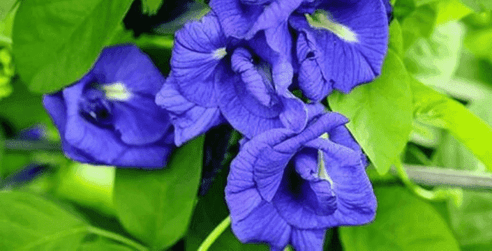 Modrá elegance v gastronomii a čajové kultuře - květy butterfly pea