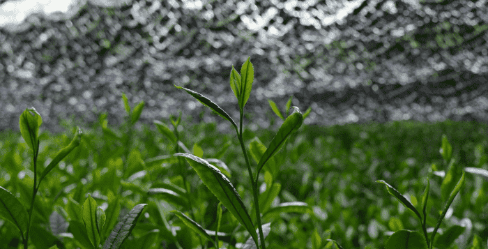 Kratom World Prodej kratom gyokuro čaj zelený green tea prodej green maeng da praha plzeň