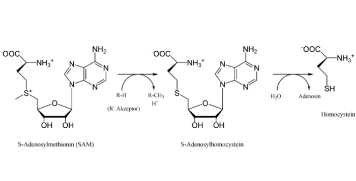 HCY, homocystein, prodej, kvalita, karel Erben, kratomworld