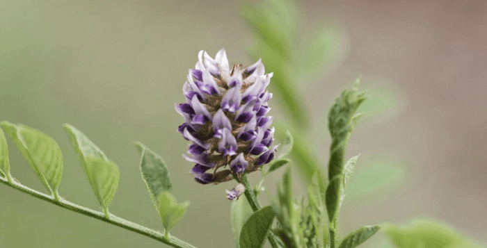 lékořice, čistá pleť, kvalita, chuť, asie, tradice, kratomworld, prodej