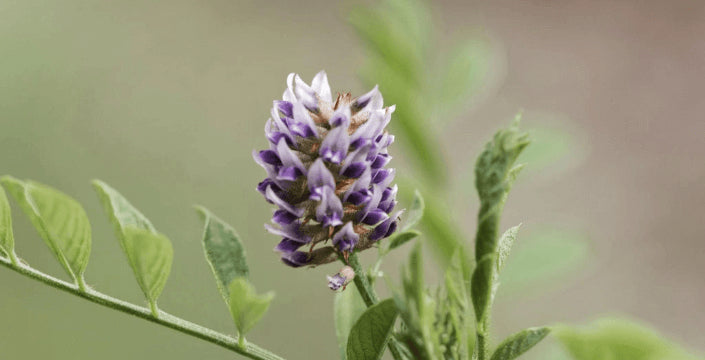 lékořice, čistá pleť, kvalita, chuť, asie, tradice, kratomworld, prodej