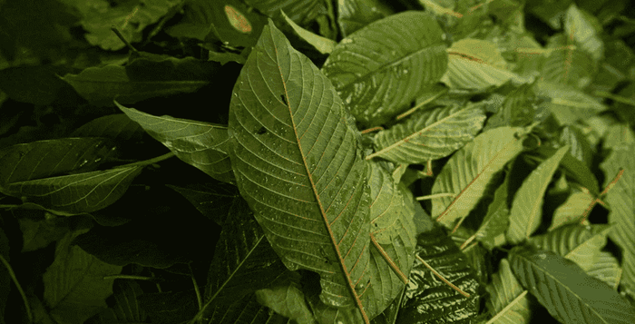Kratom, stem, vein, prodej, kvalita, kratomworld, indonesia, novinka