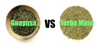 Kratom World Yerba Maté Guayusa účinky rozdíly kofein energie prodej kvalitní čaj