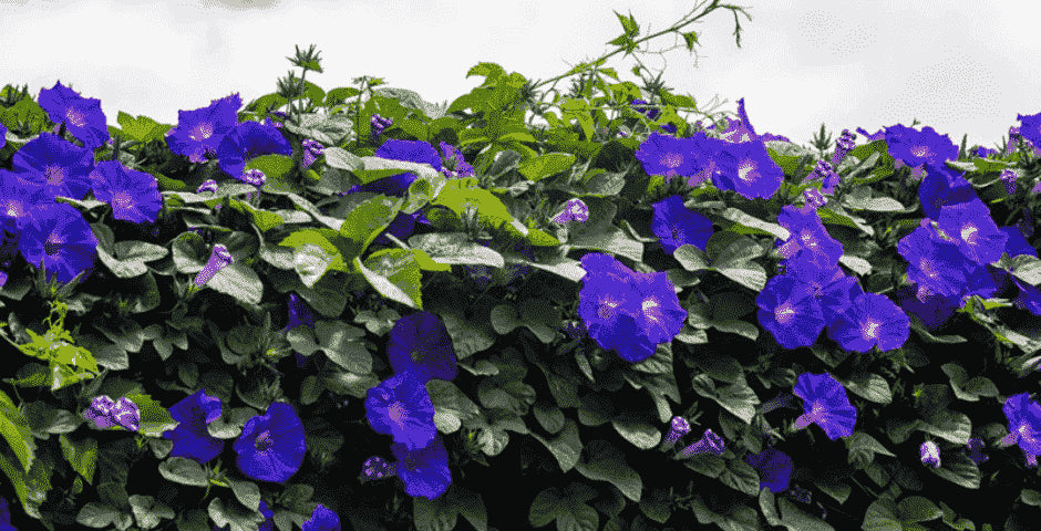 Morning Glory
