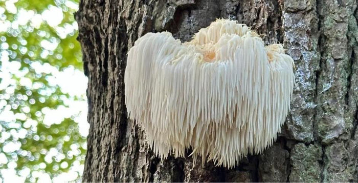 lions mane houba kratomworld prodej dusevni pohoda mozek
