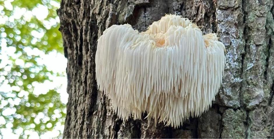 Lion‘s Mane: podpořte mozek a duševní pohodu