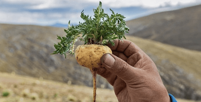 Maca Peruánská a vše co o ni potřebujete vědět