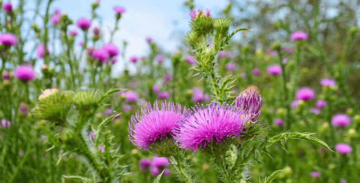 ostropestřec játra mariánský zdraví pro celé tělo kůra bodlák drcený plod