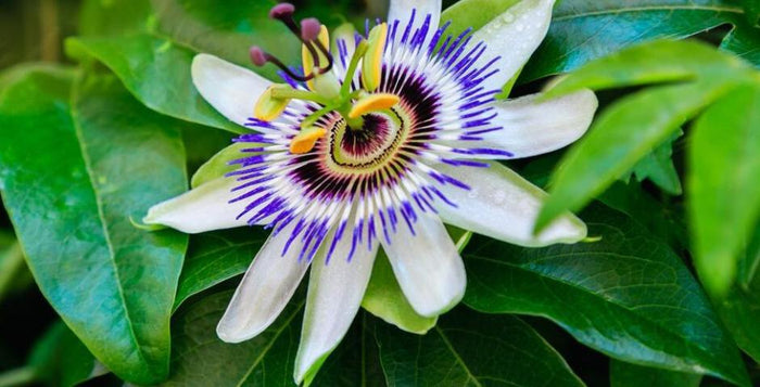 passiflora extrakt mucenka pletni uzkost uleva spanek kratomworld clanek prodej