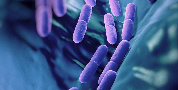 Fermentace, probiotika, střeva, zánět, prodej, kvalita, kratomworld, Kombucha, zdraví,