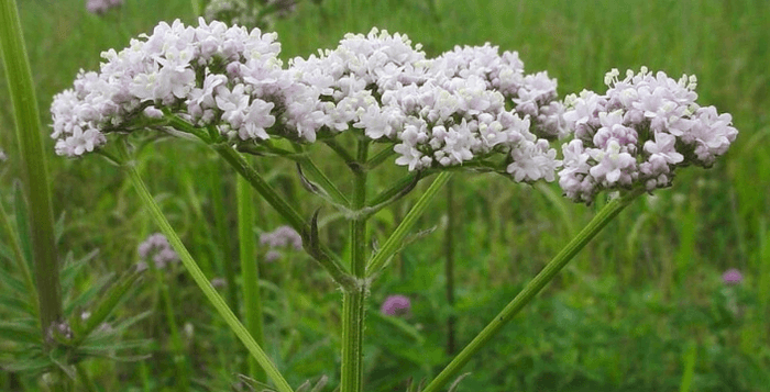 kozlík lékařský icaarin snížení stresu a mysli zlepšení regenerace