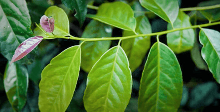 Wayusa Guayusa Zelená Listy a Drcený prášek podobné účinky Wayusa Guayusa Jako Yerba Maté Přírodní Energie, Kofein