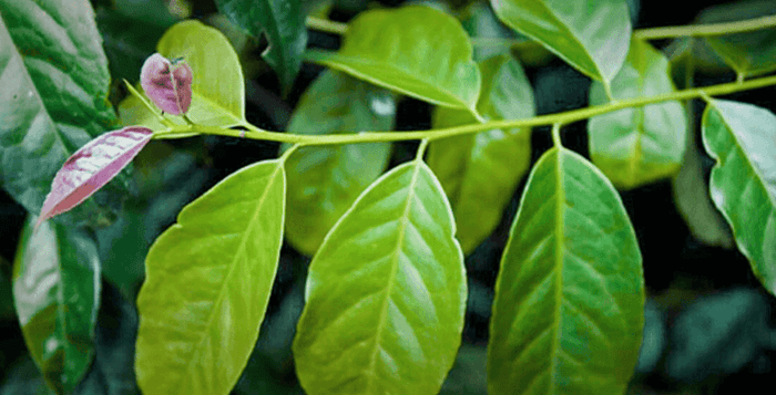 Wayusa Guayusa Zelená Listy a Drcený prášek podobné účinky Wayusa Guayusa Jako Yerba Maté Přírodní Energie, Kofein